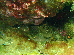 Vincentia conspersa