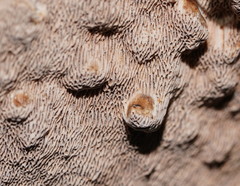 Datronia brunneoleuca