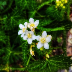 Cnidoscolus angustidens