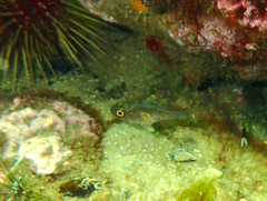 Vincentia conspersa