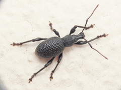 Otiorhynchus armatus