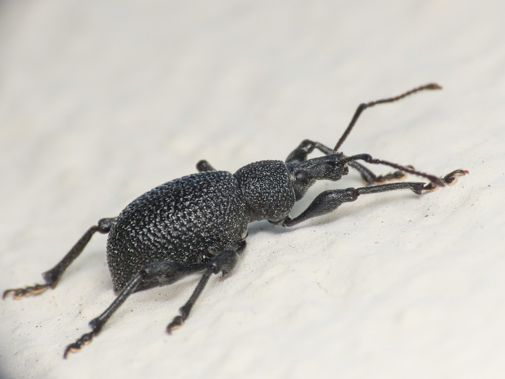 Otiorhynchus armatus