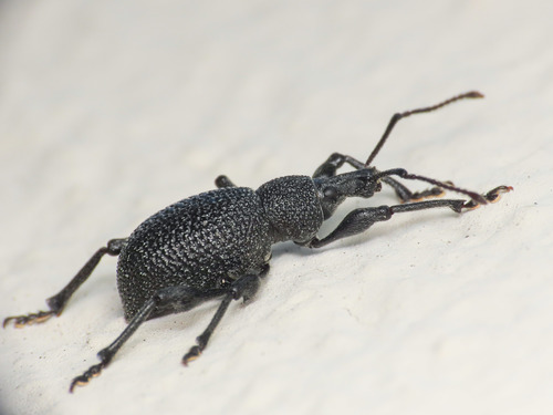 Otiorhynque granuleux