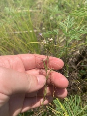 Triodanis leptocarpa