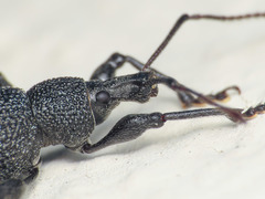 Otiorhynchus armatus