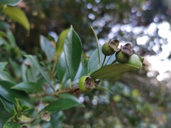 Myrceugenia planipes
