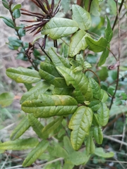 Boquila trifoliolata
