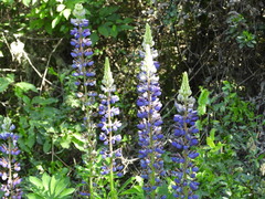 Lupinus polyphyllus