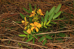 Senna chapmanii