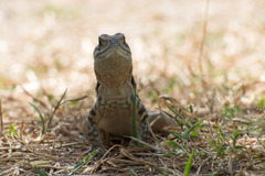 Leiolepis belliana