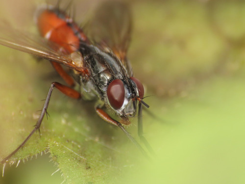 Mintho rufiventris, photo 5 of 10