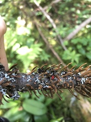 Trombidium auroraense