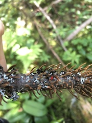 Trombidium auroraense