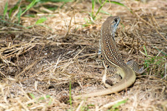 Leiolepis belliana