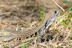 Leiolepis belliana
