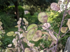 Lunaria