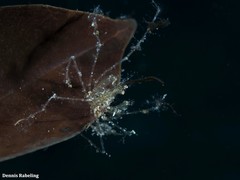 Macropodia