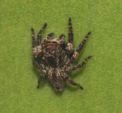 Paraphilaeus daemeli