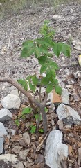 Bursera tomentosa
