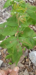 Bursera tomentosa