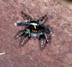 Saitis virgatus