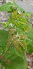Bursera tomentosa