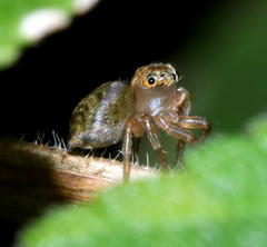 Prostheclina pallida