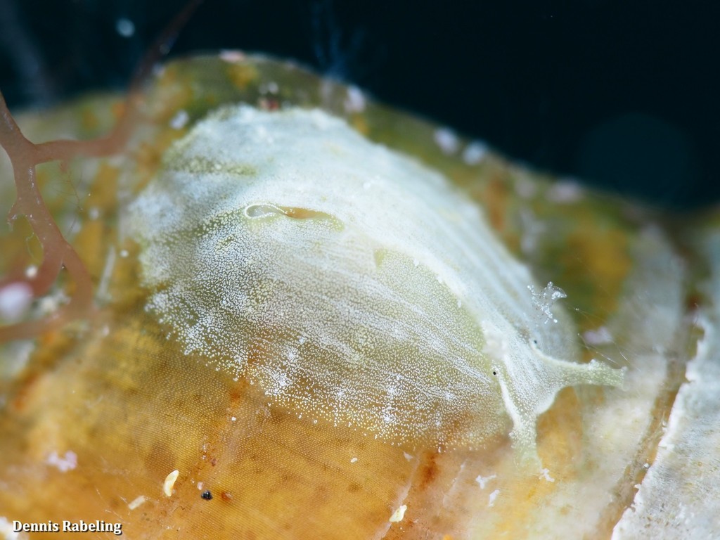 Phyllaplysia lafonti