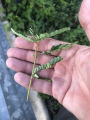 Phyllanthus fraternus