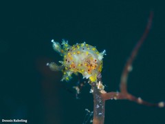 Plocamopherus maderae