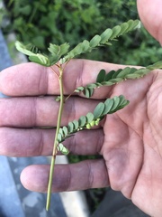 Phyllanthus fraternus