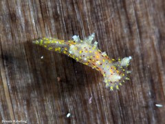 Plocamopherus maderae