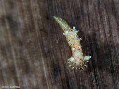 Plocamopherus maderae