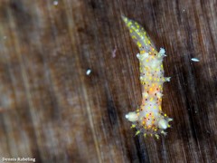 Plocamopherus maderae