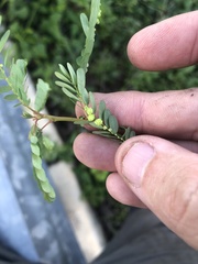 Phyllanthus fraternus