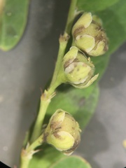 Phyllanthus fraternus