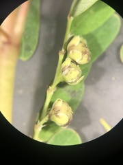 Phyllanthus fraternus