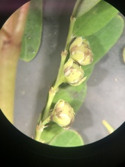 Phyllanthus fraternus