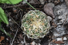Coryphantha retusa