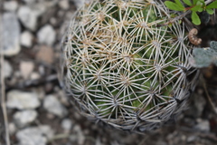 Coryphantha retusa