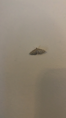 Blepharomastix ranalis