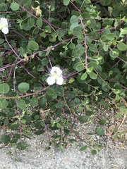 Capparis zoharyi