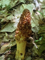 Morchella angusticeps