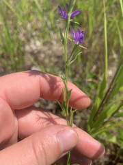 Triodanis leptocarpa