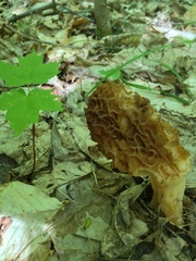 Morchella angusticeps