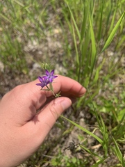 Triodanis leptocarpa