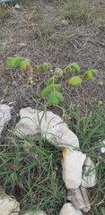 Bursera tomentosa