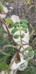 Bursera tomentosa