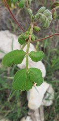 Bursera tomentosa