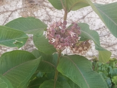 Asclepias syriaca